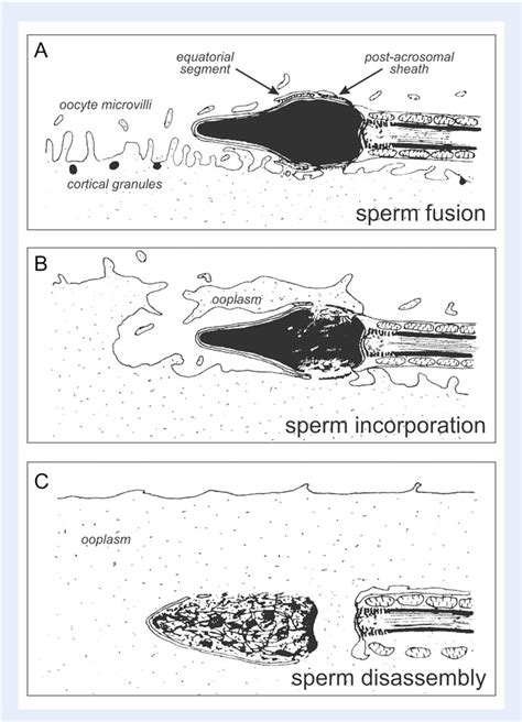 spermatozoide|The functional anatomy of the human spermatozoon: relating